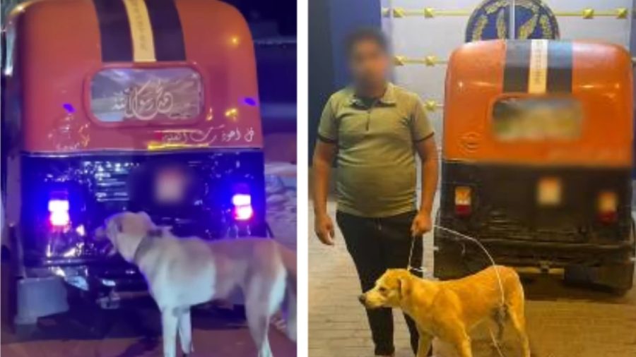 ضبط سائق «توك توك» سحل كلبًا في أحد شوارع البحيرة